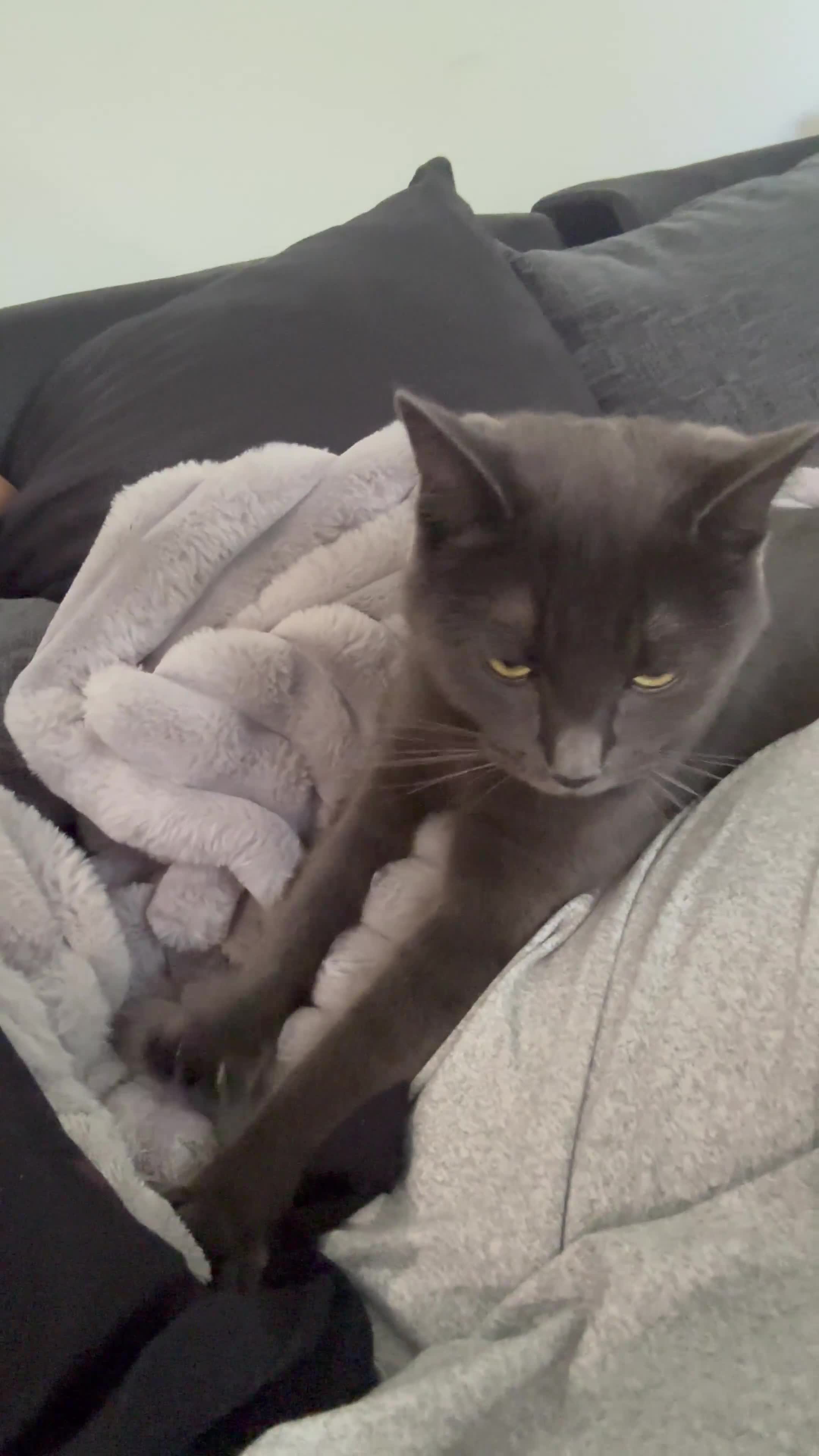 Mixed Breed cats for sale: Ragdoll x Russian blue female look for home  - Video 1