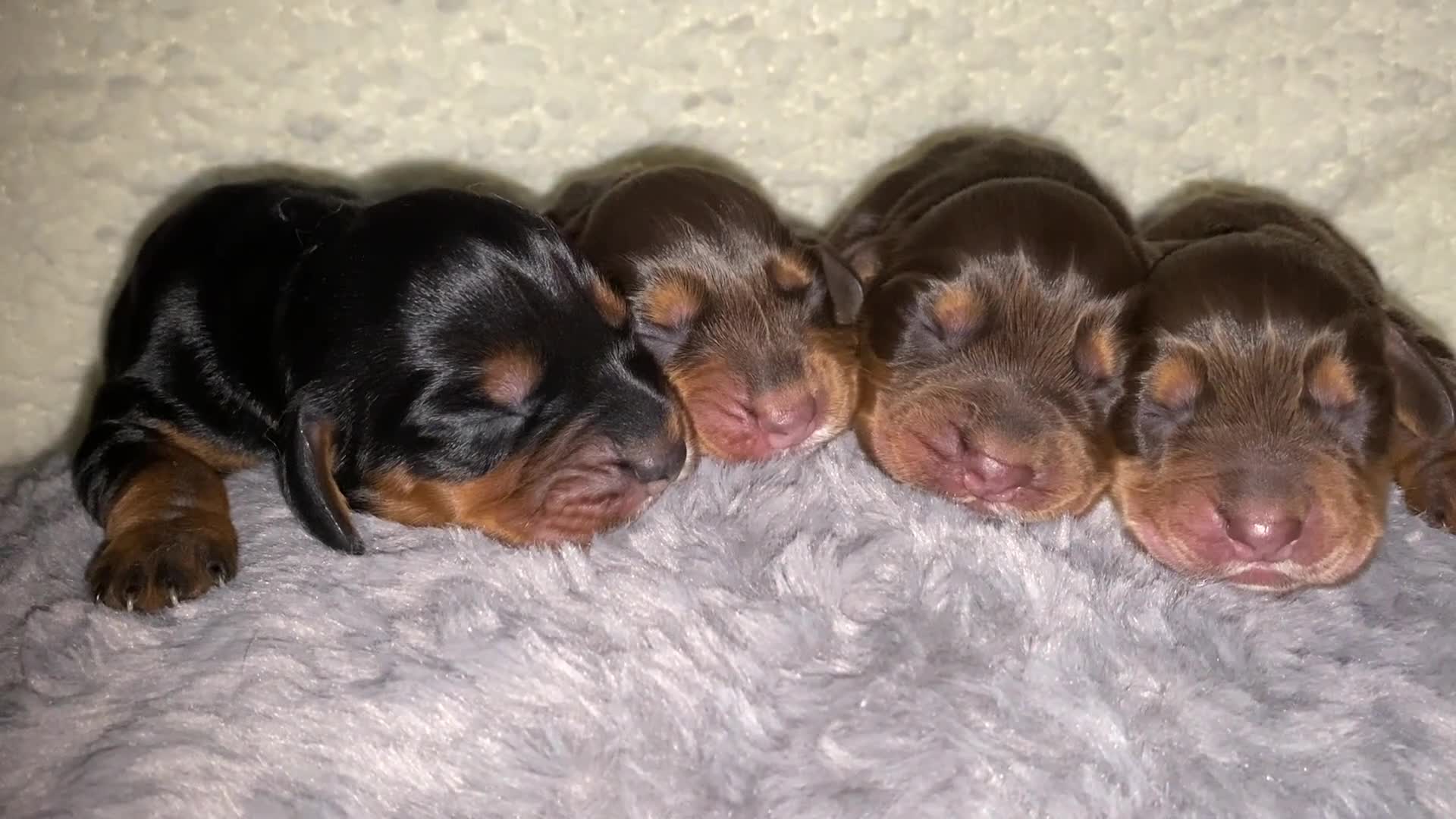 Cocker Spaniel dogs for sale: Cocker spaniel pups - Video 1