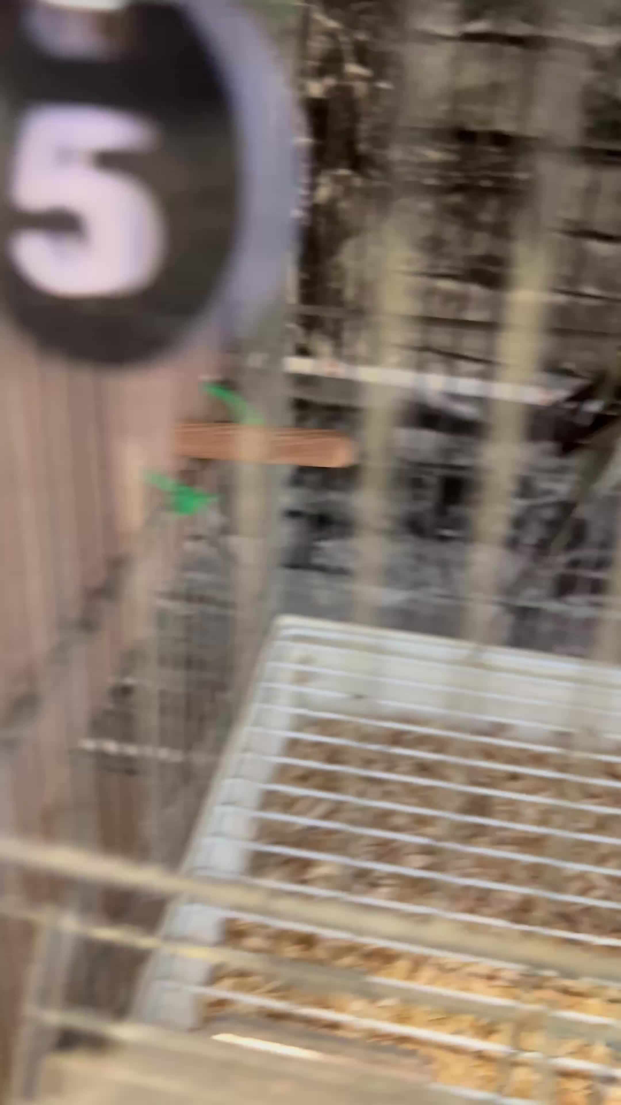 Budgerigars birds for sale: Adorable Handreared  baby budgies  - Video 2