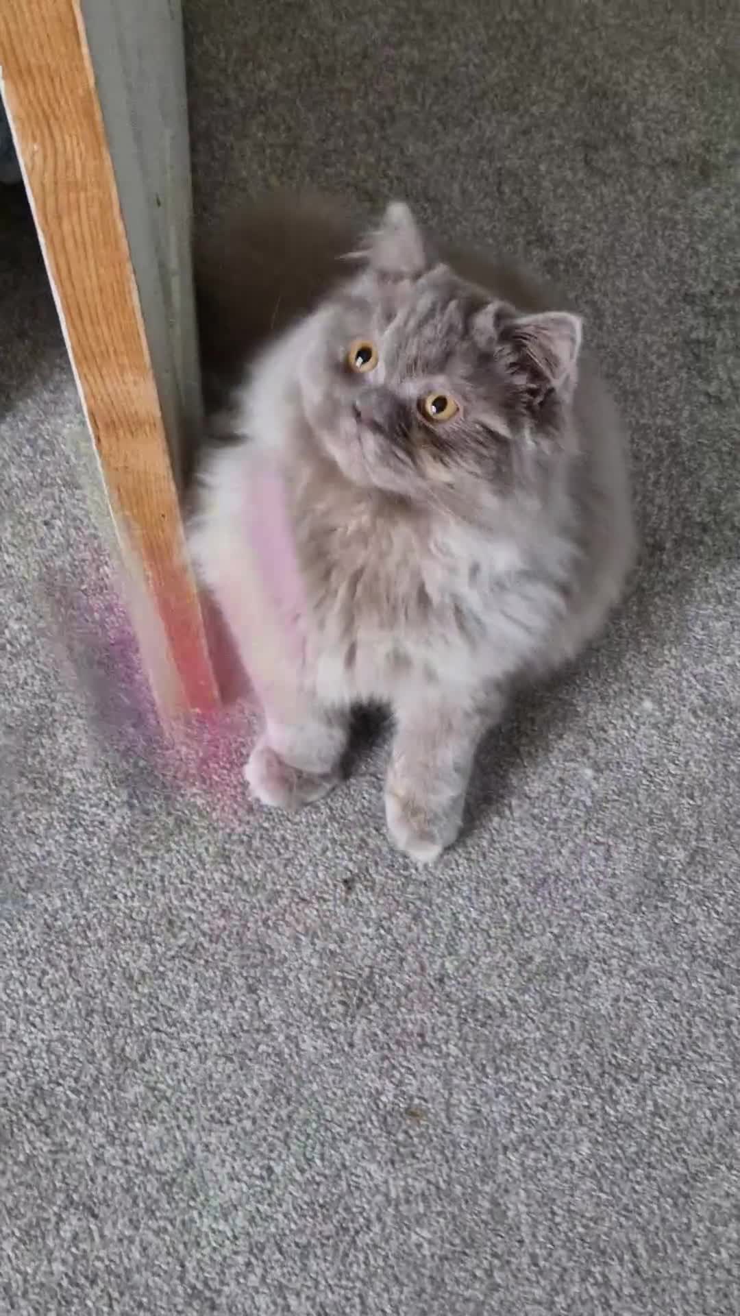 British Shorthair cats for sale: Lilac British Longhair boy kitten - Video 1