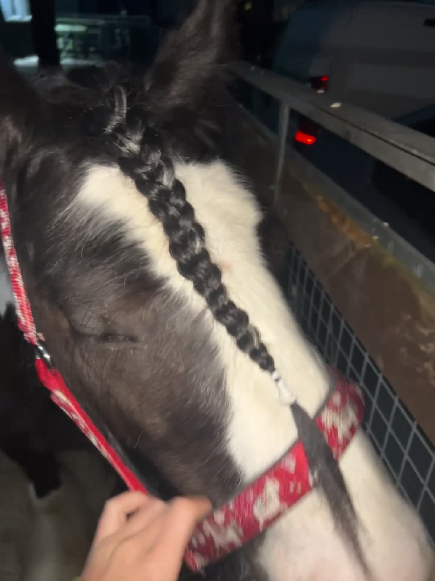 Irish Cob horses for sale: ⭐️TYSON⭐️ - Video 2