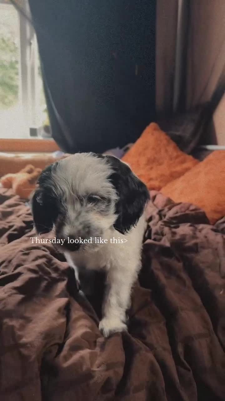 Cocker Spaniel dogs for sale: Coco spaniel 9 weeks old  in Oxted - Video 1