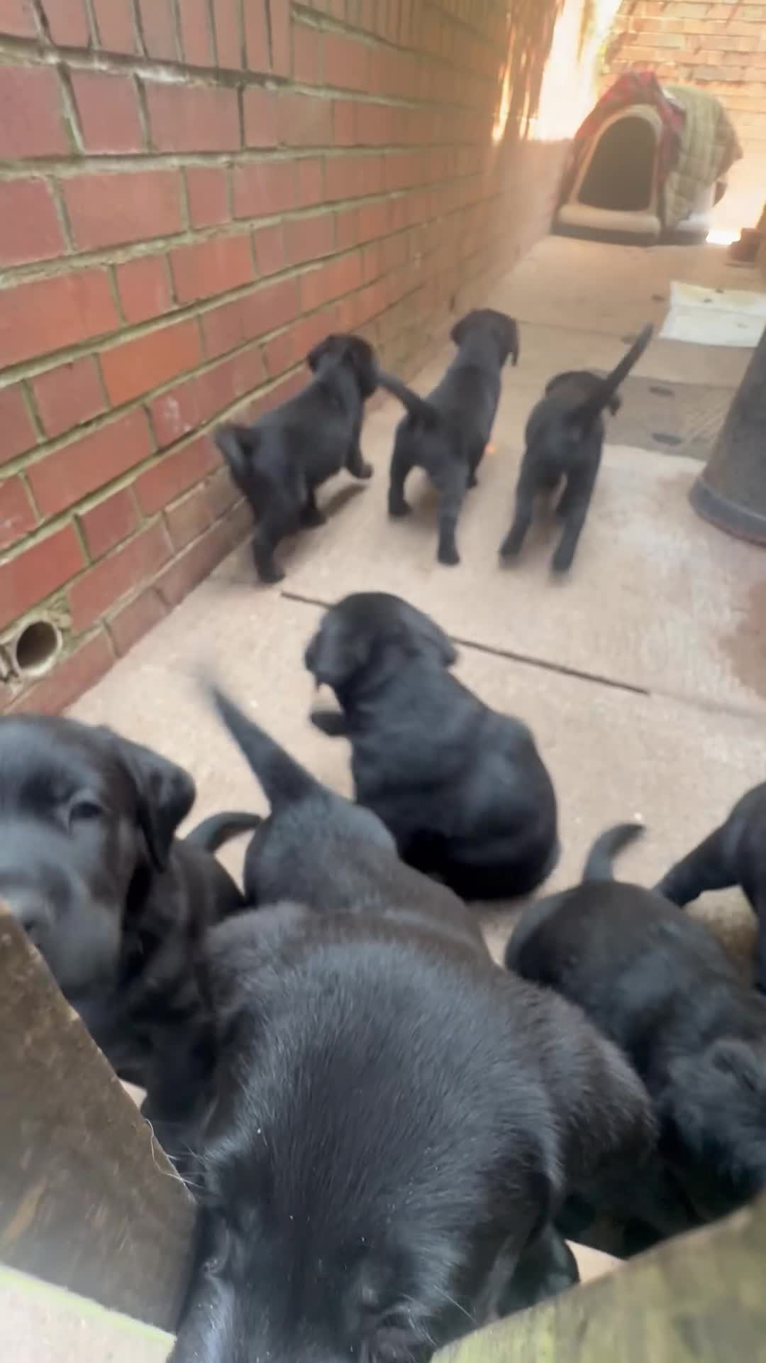 Goldador dogs for sale: 8 adorable goldadors  in Ledbury - Video 1