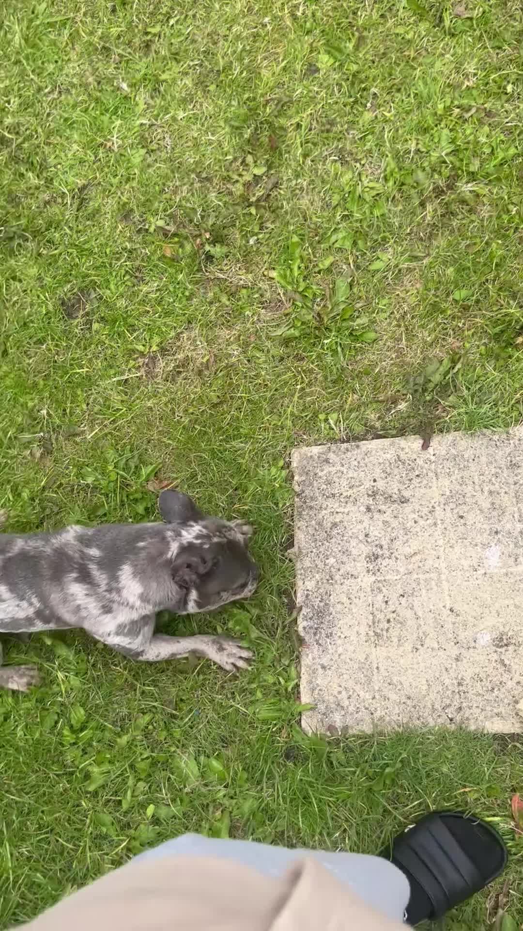 French Bulldog dogs for sale: French bulldog  - Video 1