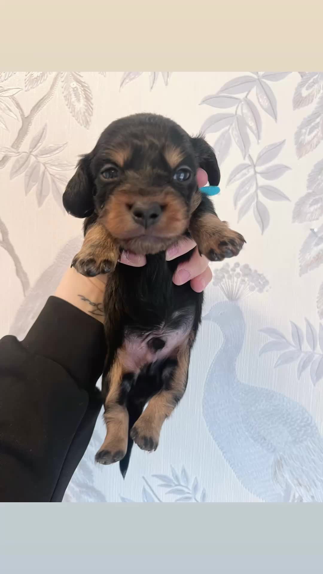 Miniature Dachshund dogs for sale: READY NOW Mini dachshund long haired black tan  - Video 2