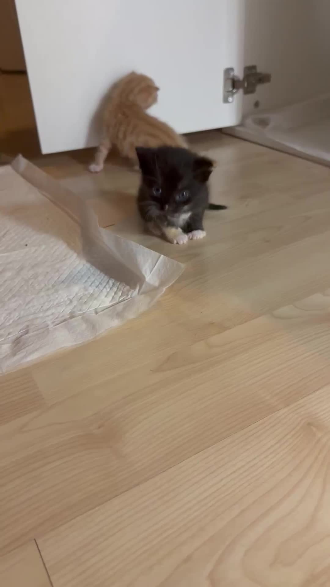 Domestic Shorthair cats for sale: Mixed kittens - Video 1