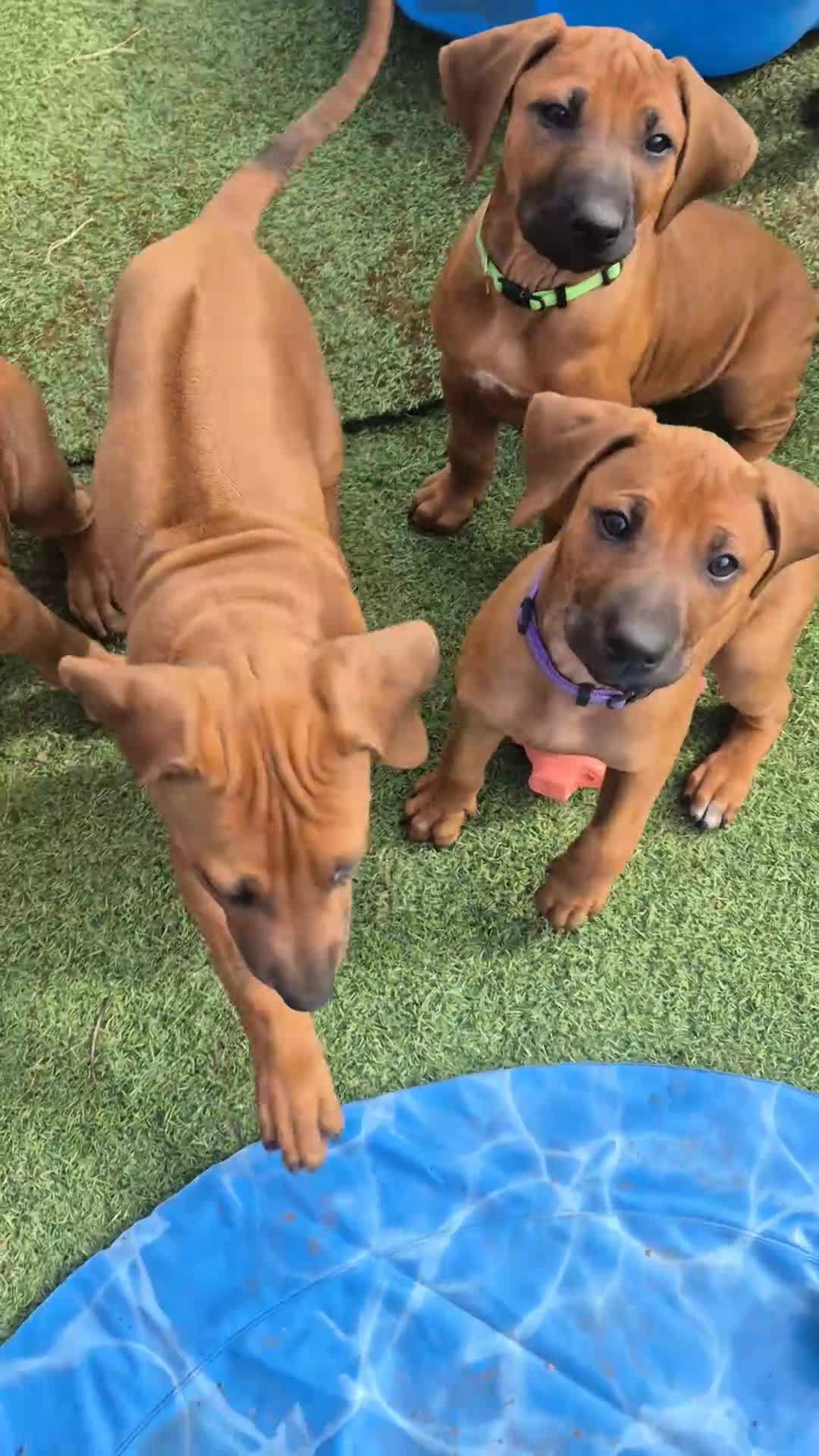 Rhodesian Ridgeback dogs for sale: 4x FEMALE RHODESIAN RIDGEBACK PUPS!! - Video 1