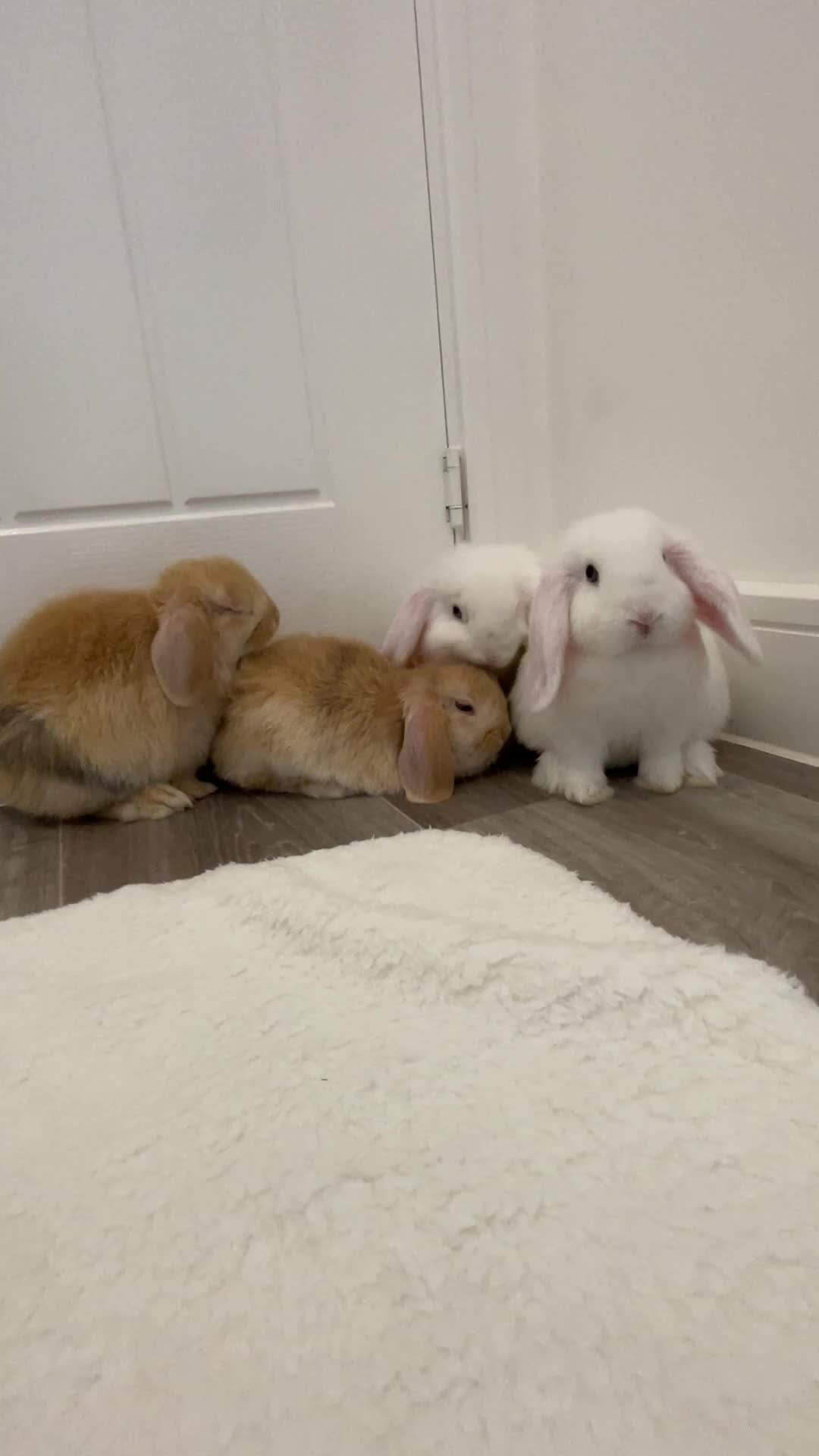 Mini Lop rabbits for sale: Beautiful mini lops for sale  - Video 1
