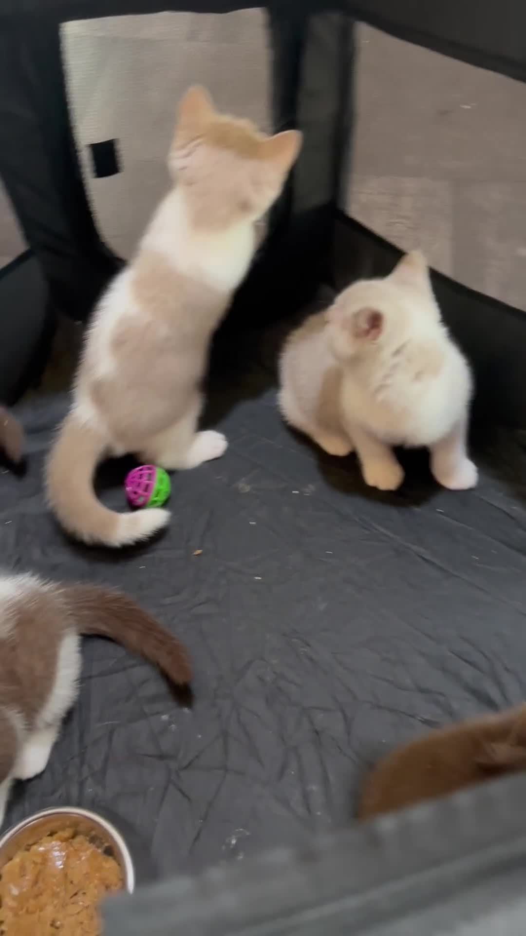 British Shorthair cats for sale: Champion pedigree bsh kittens cinnamon and lilac  - Video 1