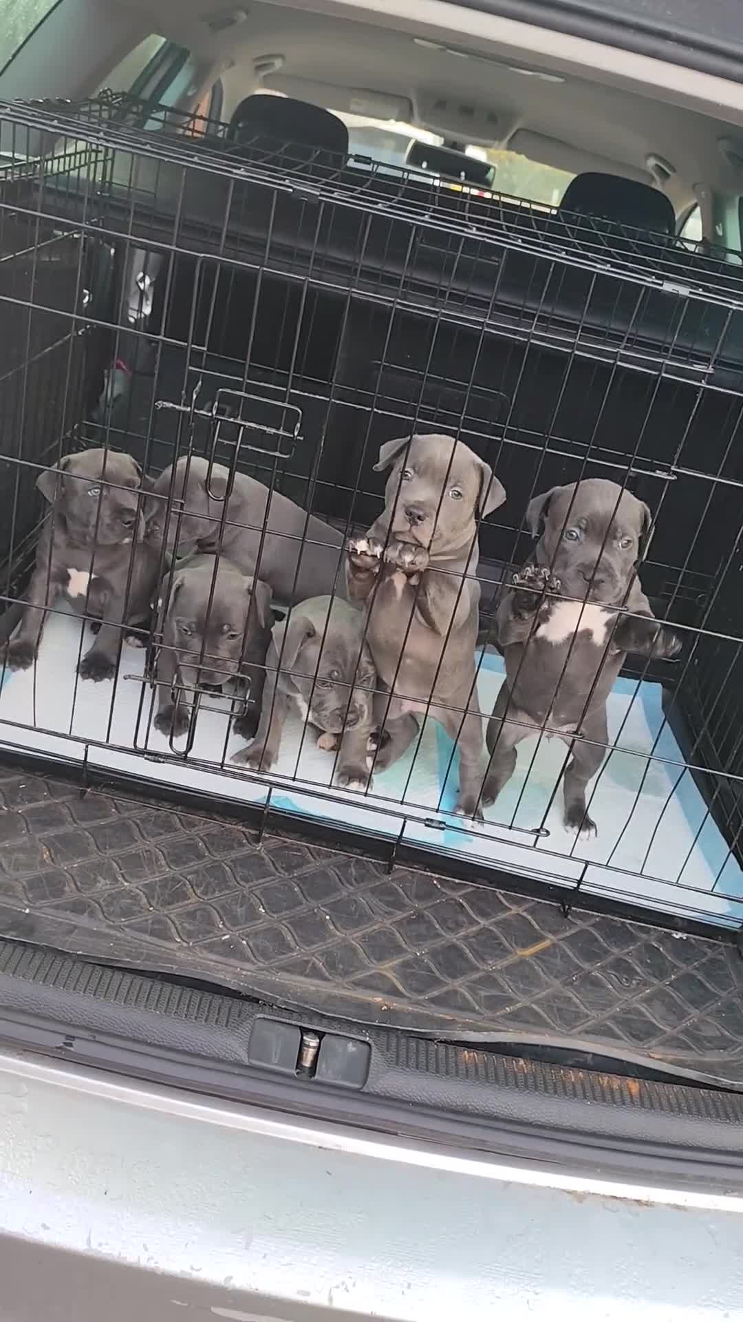Staffordshire Bull Terrier dogs for sale: Blue Staffordshire Bull Terrier - Video 1