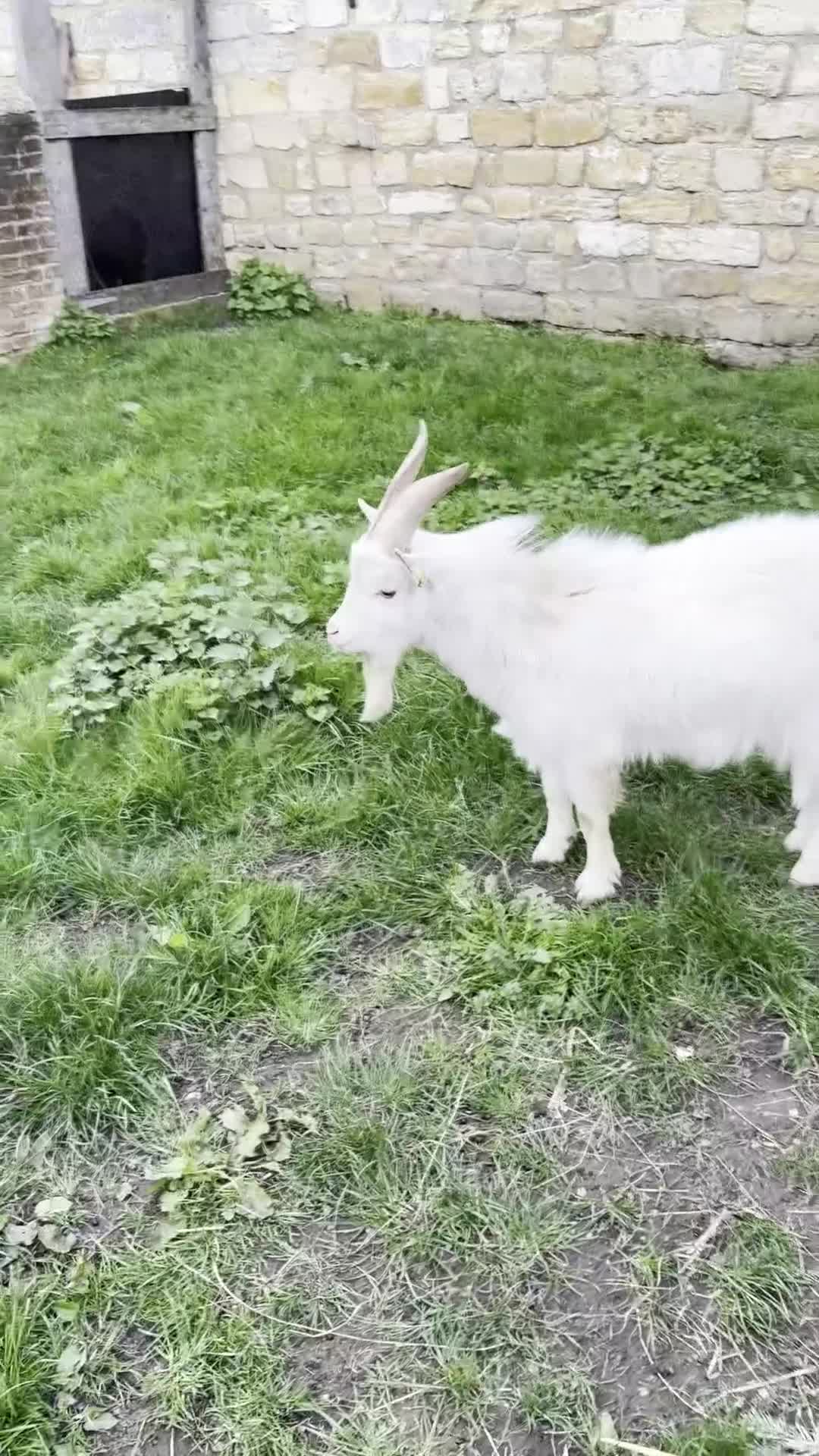 Goats livestock for sale: Young proven Pygmy Billy Goat - Video 1