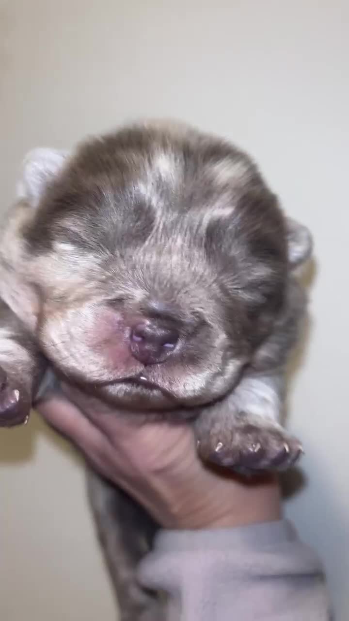 Chow Chow dogs for sale: Lilac Merle and lilac chow chow puppies for sale  - Video 4