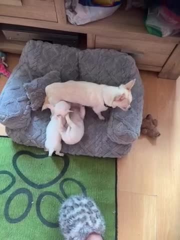 Chihuahua dogs for sale: Beautiful white chihuahua boys  - Video 1