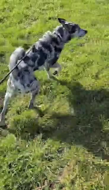 Mixed Breed dogs for adoption: STUNNING SMUDGE - Video 1