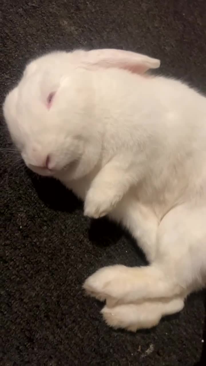 English Spot rabbits for sale: White rabbit  in Northampton - Video 1