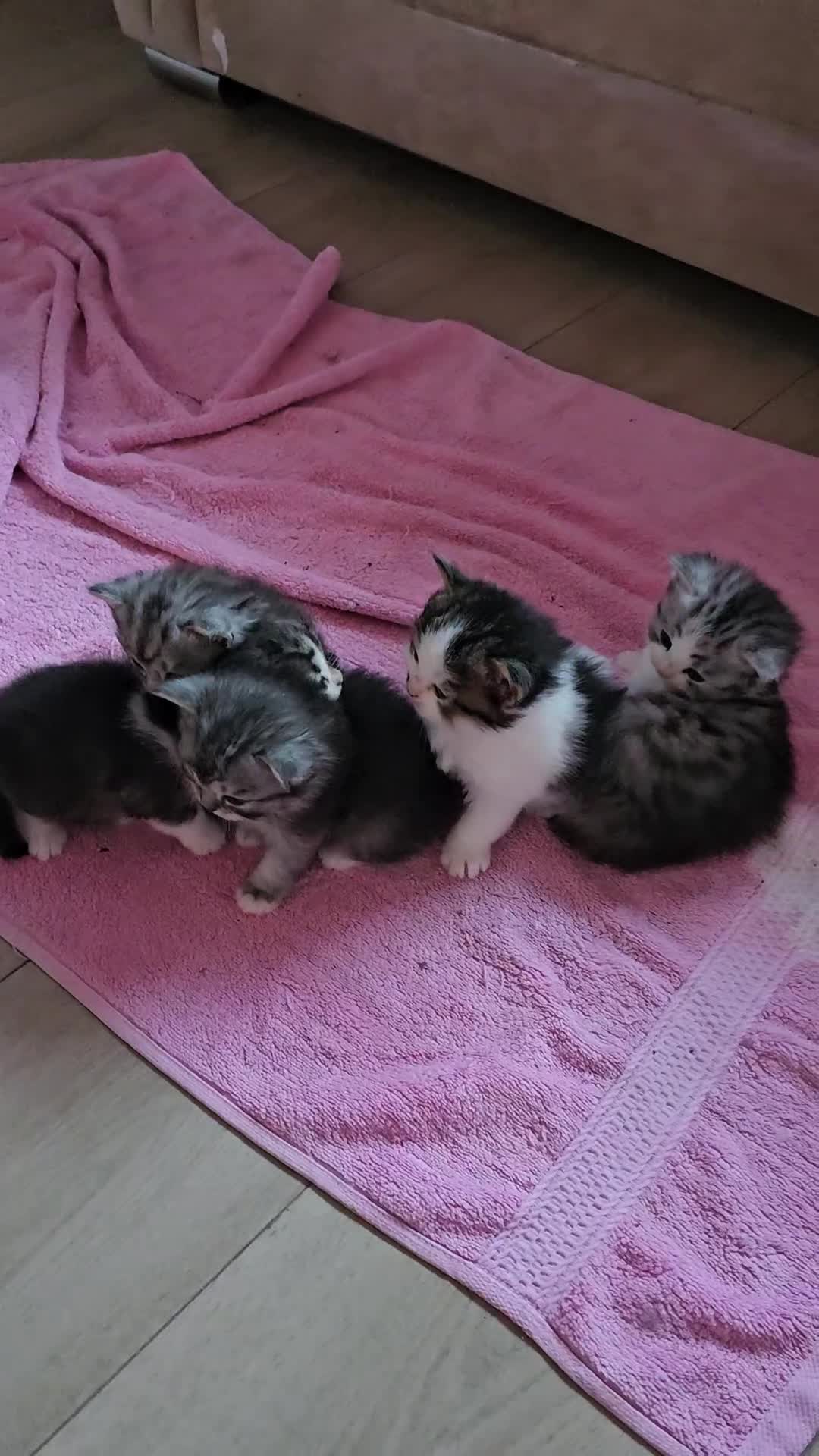 Mixed Breed cats for sale: Persian Chinchilla Cross Kittens - Video 3