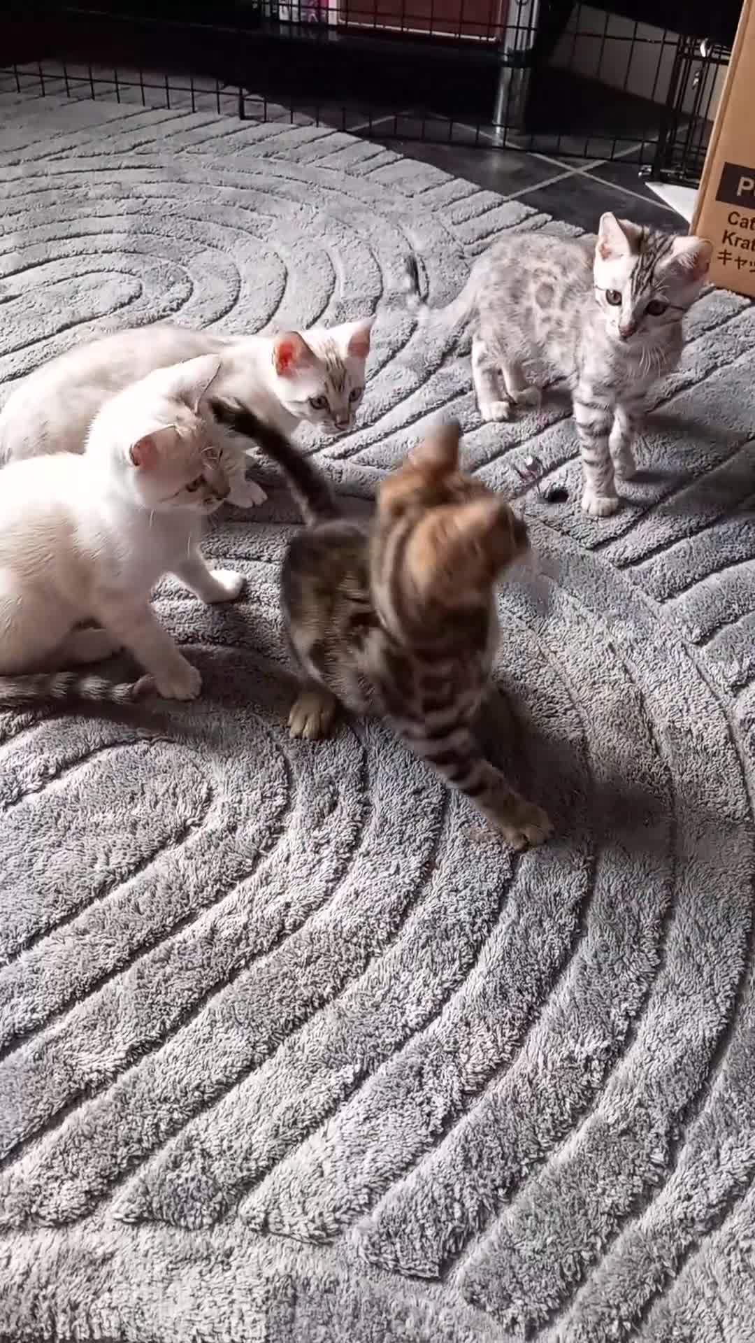 Bengal cats for sale: ✨Bengal Kittens Ready 17th June✨ - Video 1