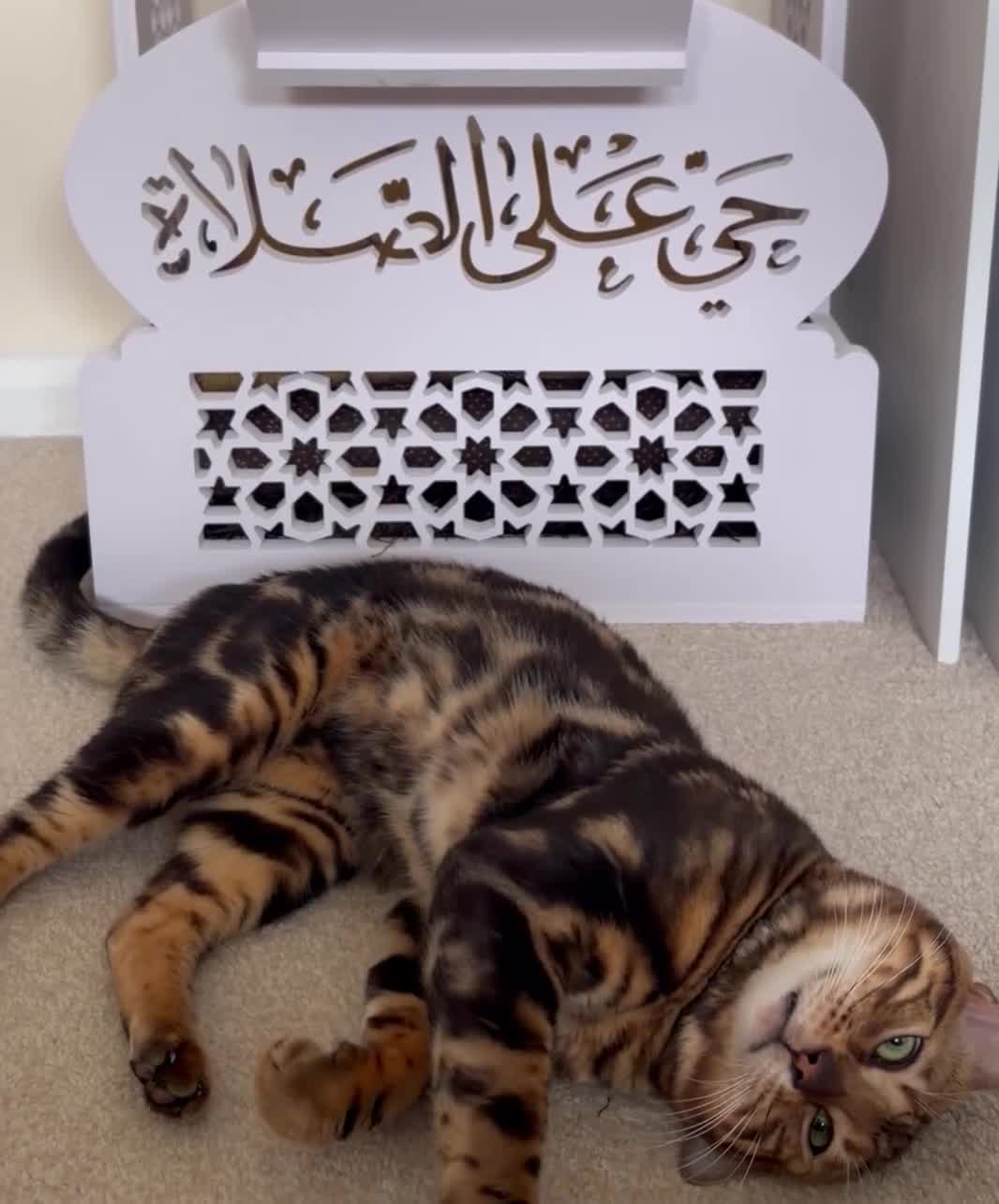 Bengal cats for sale: Marbel Bengal cat in Milton Keynes - Video 1