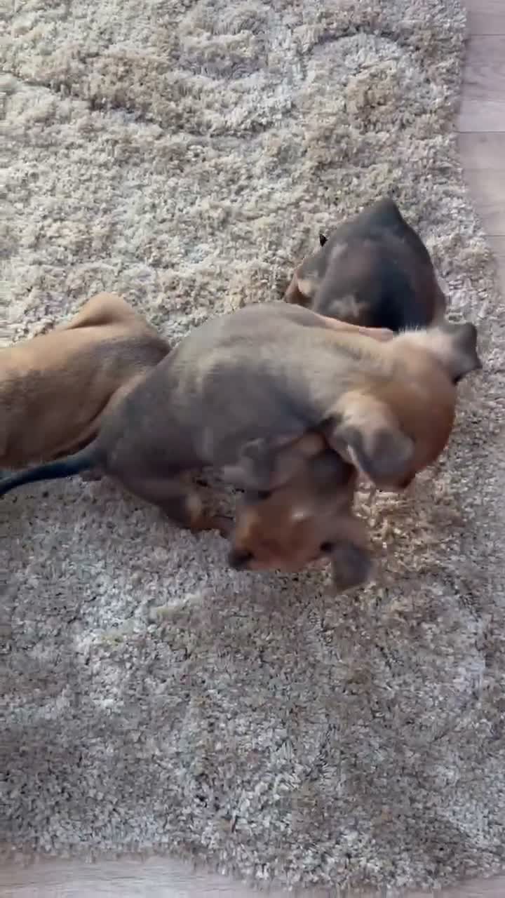 Miniature Pinscher dogs for sale: 2 Merle miniature pincher puppy’s left 💙💙 - Video 1