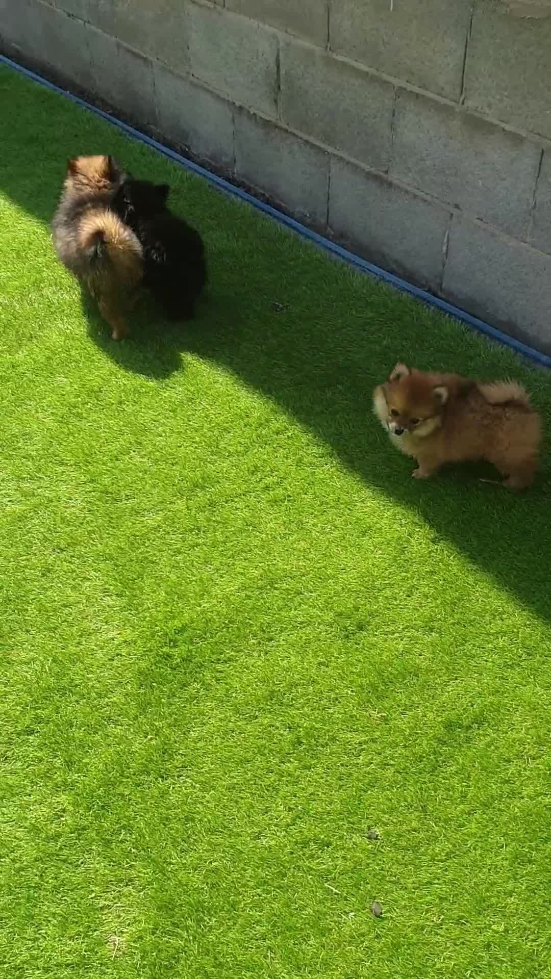 Pomeranian dogs for sale: Pomeranian fox boy dew to home falling through  in Worksop - Video 1