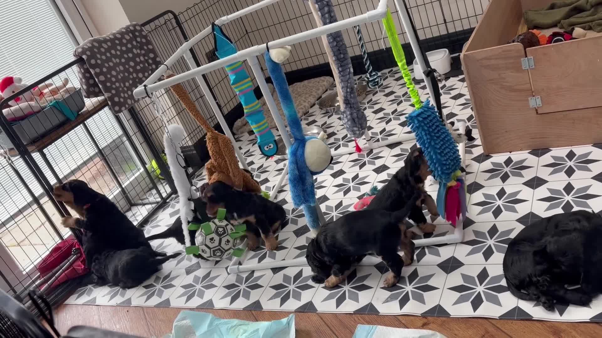Cocker Spaniel dogs for sale: 💚 FULLY VACCINATED & READY NOW 💚 - Video 3