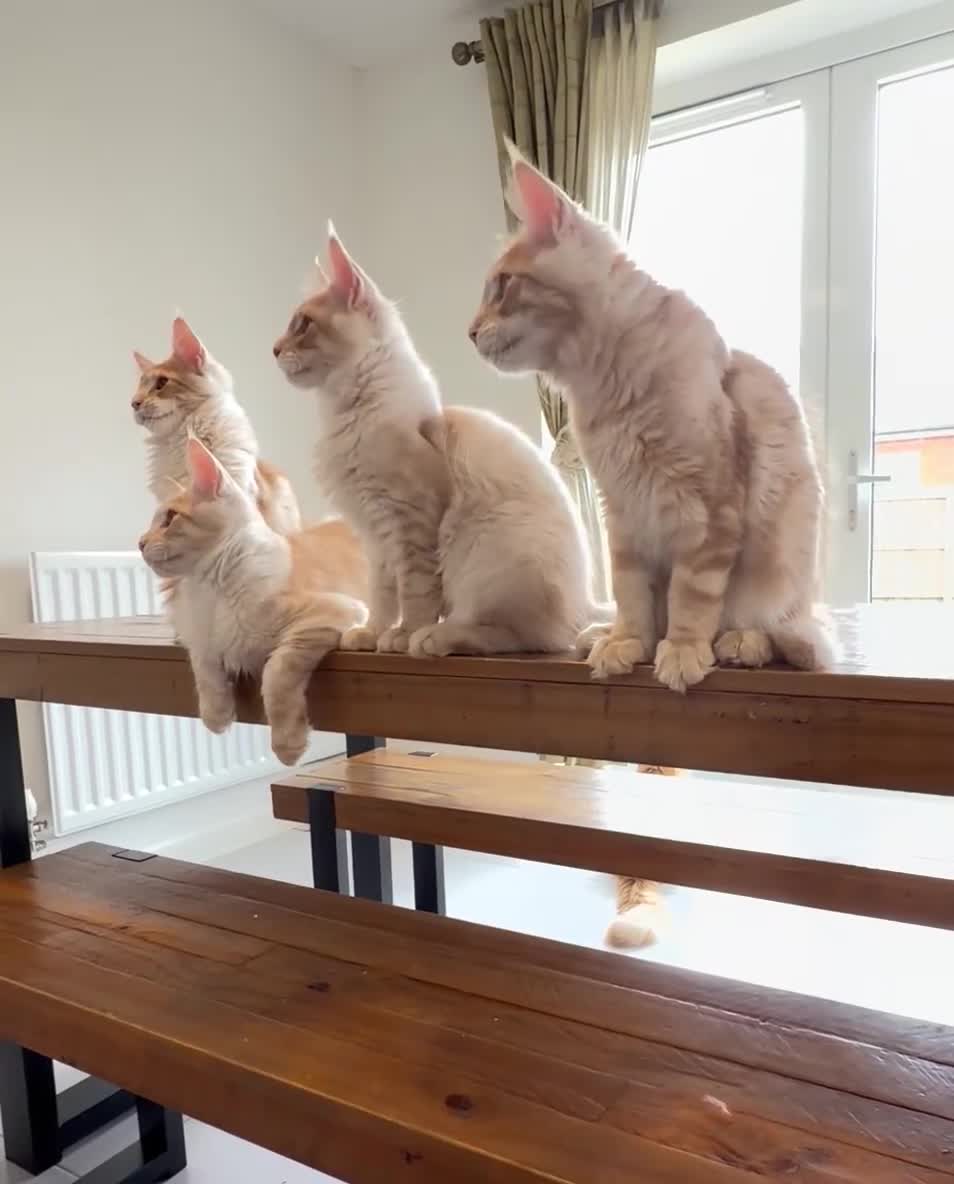 Maine Coon cats for sale: Red/White Classic Tabby Maine Coon Kittens - Video 1