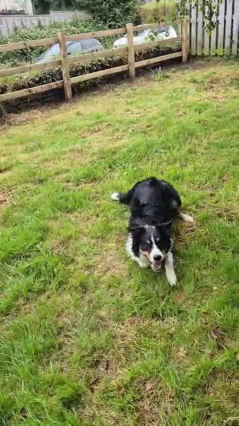 Border Collie dogs for adoption: CHARLIE - COLLIE - FOR ADOPTION IN CORNWALL/DEVON - Video 2