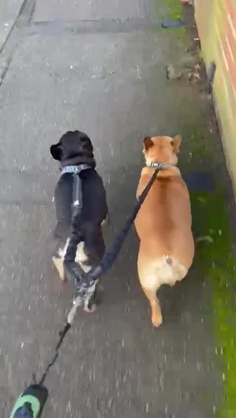 French Bulldog dogs for adoption: 💙WINSTON-LITTLE FRENCHIE BOY WITH A BIG HEART💙 - Video 1