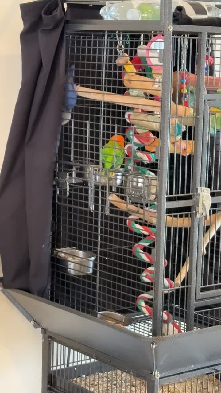 Lovebirds birds for sale: 2 beautiful love birds full set up  - Video 2