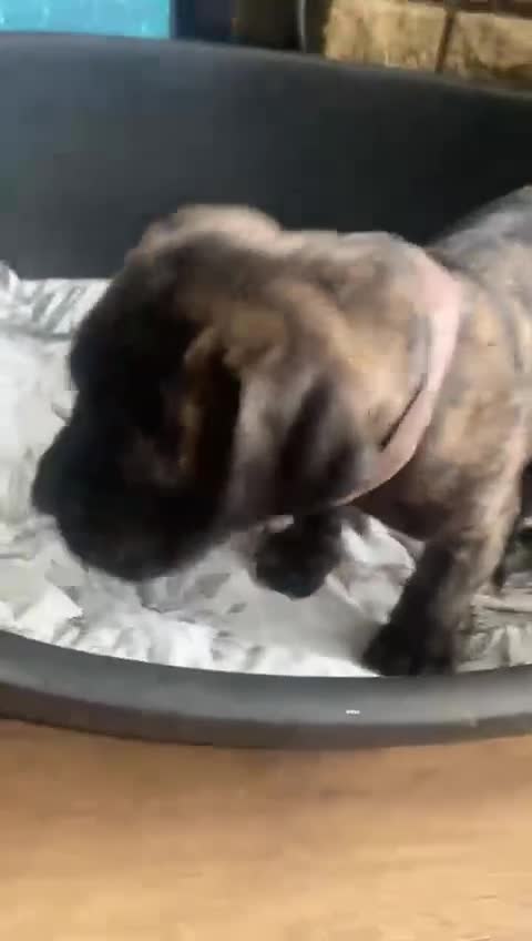 Cane Corso dogs for sale: BRINDLE FEMALE CANE CORSO PUPPY - 8 WEEKS OLD  - Video 2