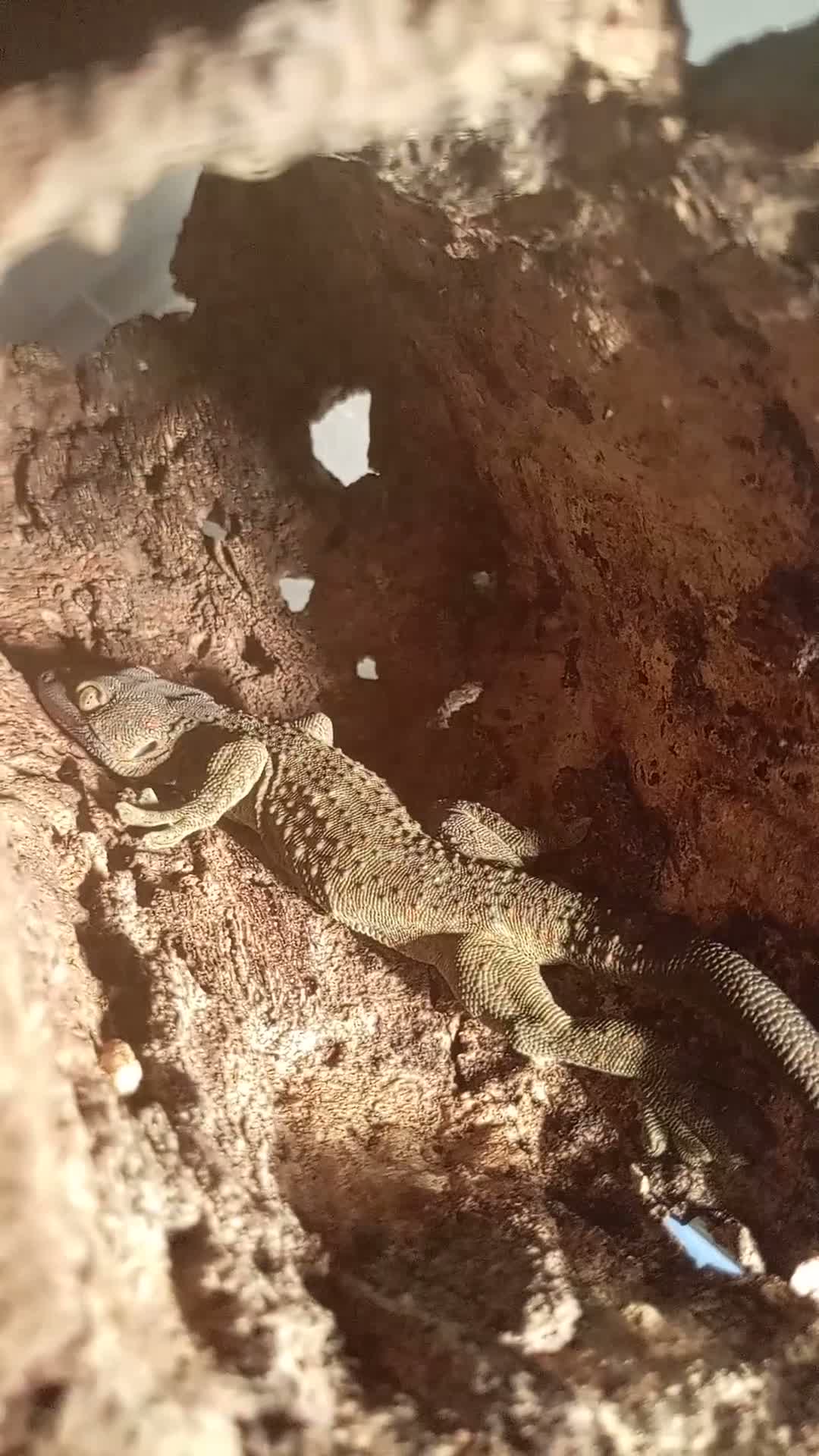Mixed Breed reptiles for sale: Mix  replites available free delivery possible  - Video 4
