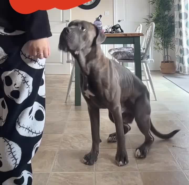 Cane Corso dogs for sale: Red. 2 year old Cane Corso,  **   - Video 2