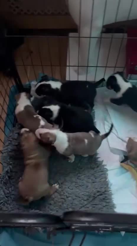 English Bull Terrier dogs for sale: English bull terriers puppies - Video 1