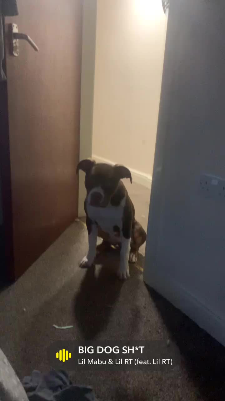 American Bully dogs for sale: American bully - Video 1