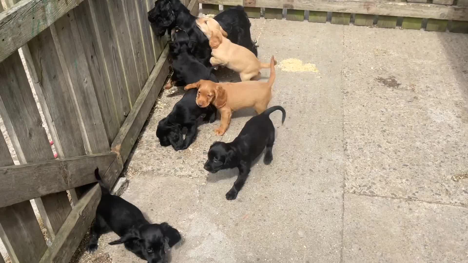 Cocker Spaniel dogs for sale: Cocker Spaniel puppies, ready to leave now  - Video 1