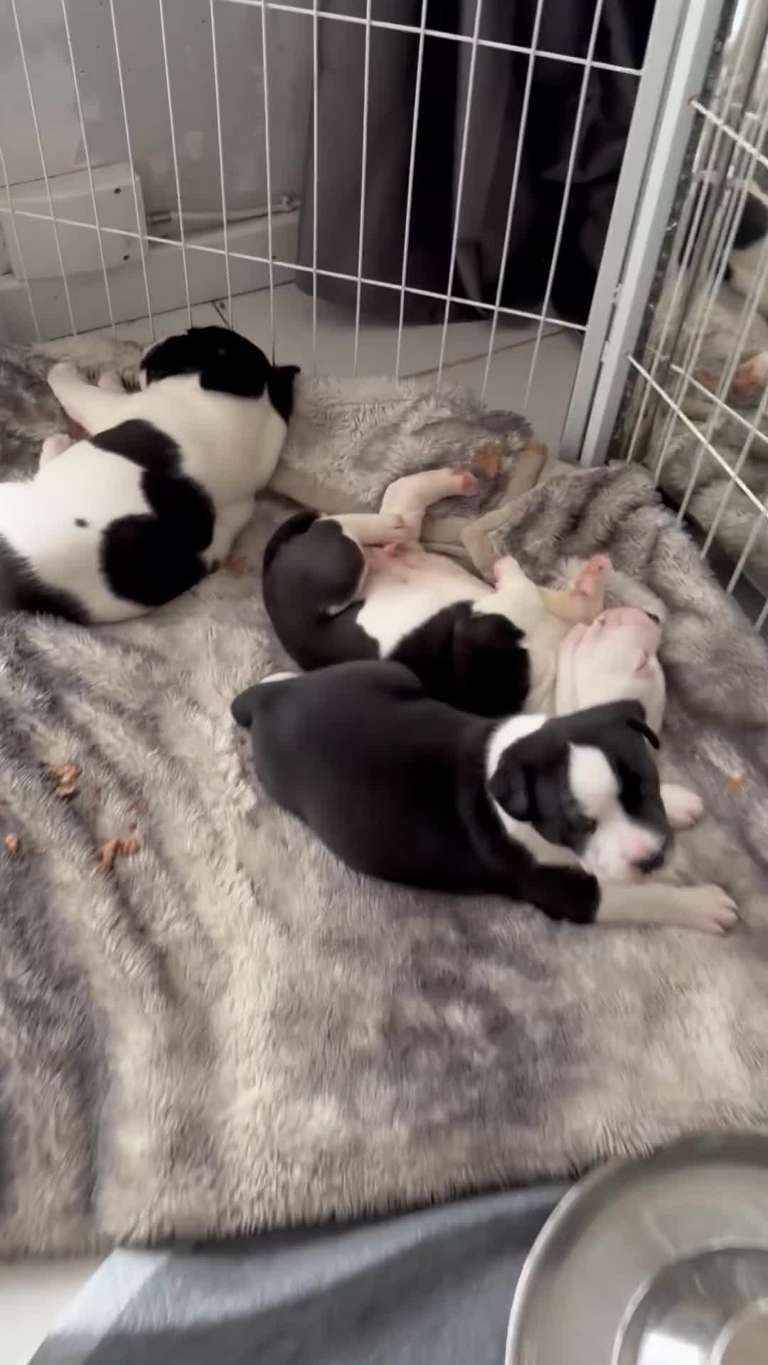 Staffordshire Bull Terrier dogs for sale: STUNNING CHUNKY STAFFY PUPPIES  - Video 1