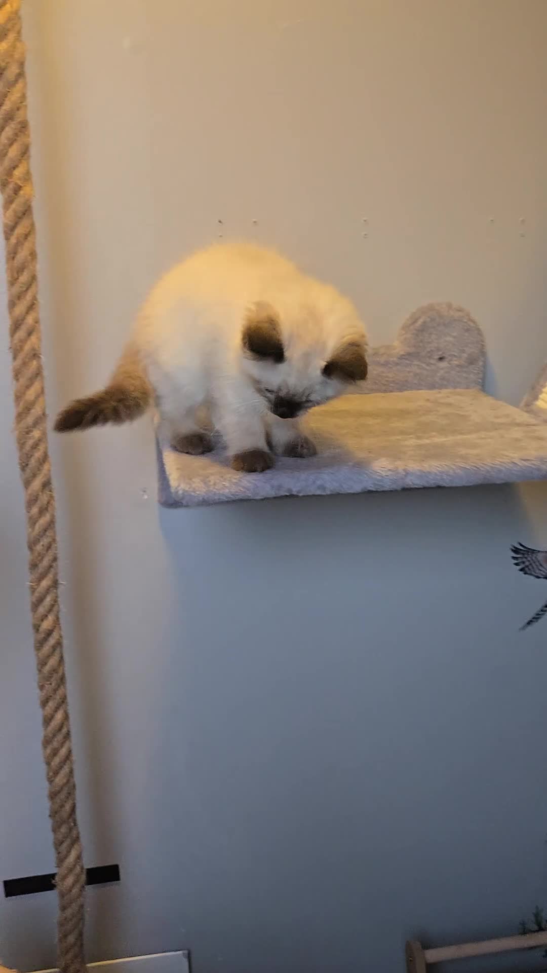 Ragdoll cats for sale: Gorgeous Pedigree ragdoll  - Video 1