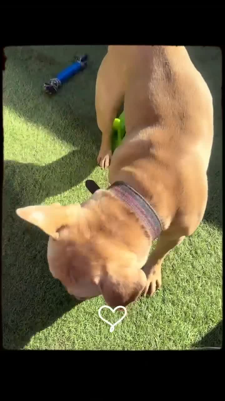 French Bulldog dogs for sale: Tyson French bulldog  - Video 1