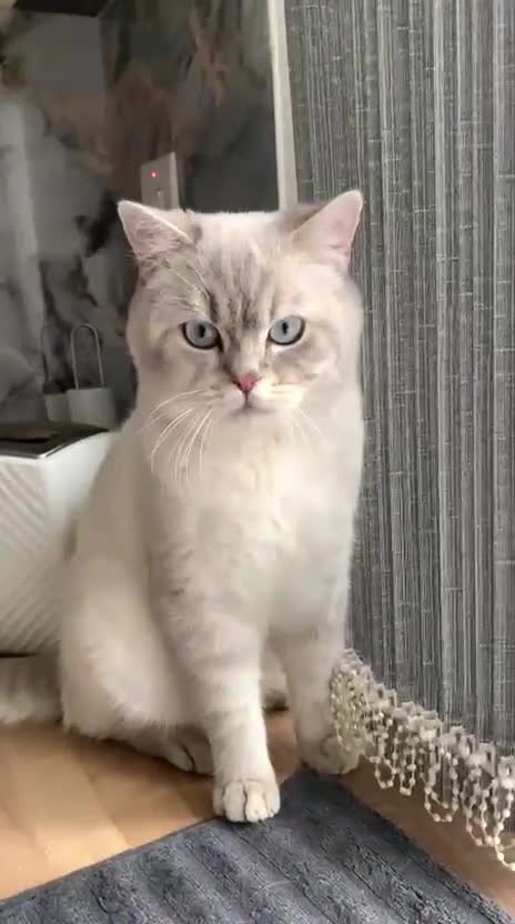 British Shorthair cats for sale: 2 Full BSH Cats 1 white & 1 blue in Dewsbury - Video 1