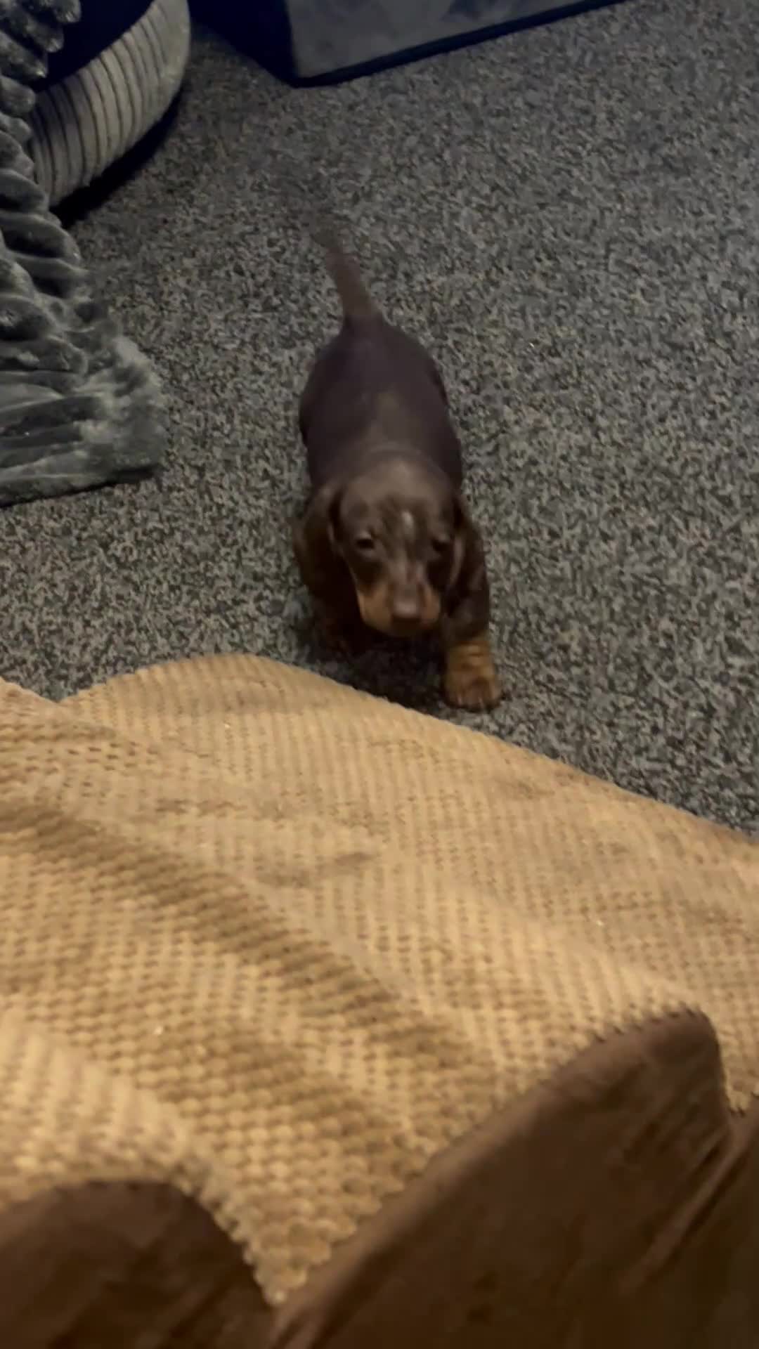 Dachshund dogs for sale: STUNNING KC REG STANDARD DACHSHUNDS  - Video 2