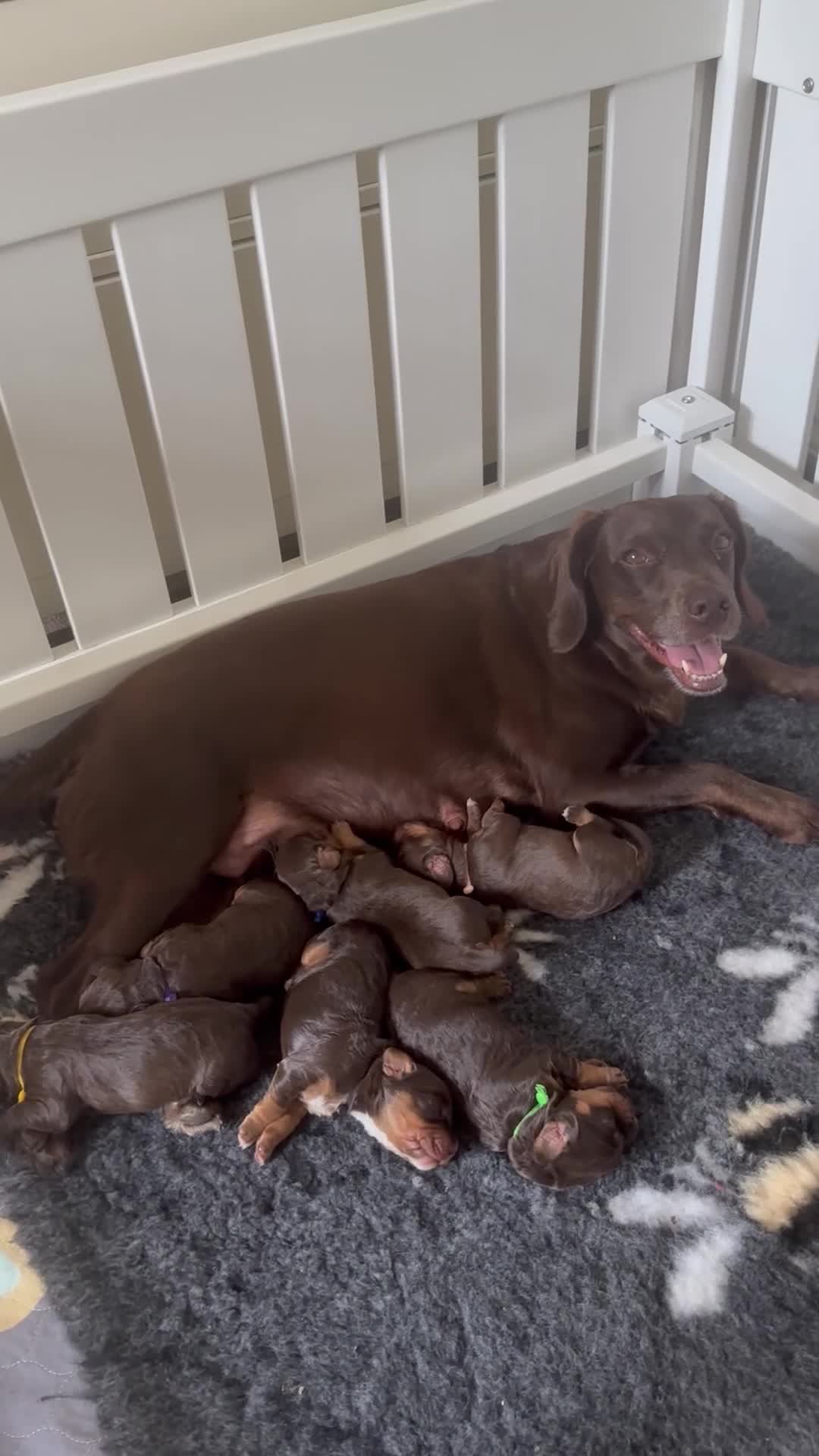 Cocker Spaniel dogs for sale: Chocolate and Tri Colour Working Cocker Spaniels - Video 3