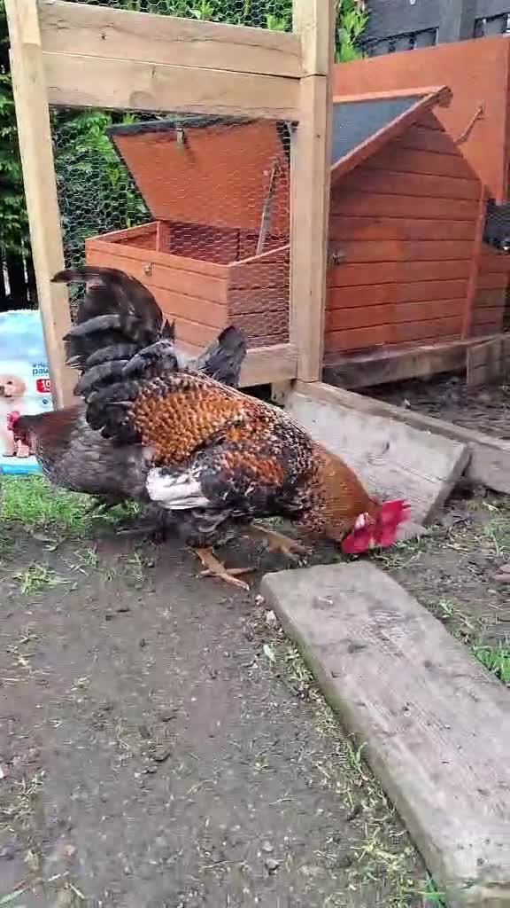 Chickens poultry for sale: Rooster to rehome - Video 1