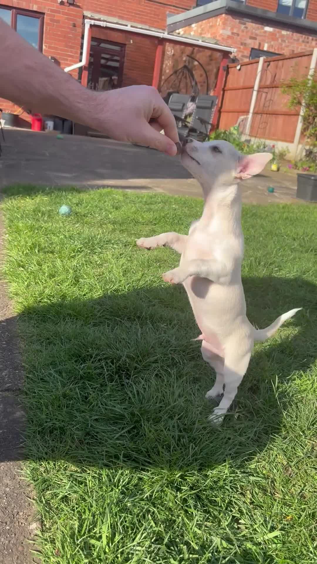 Chihuahua dogs for sale: Chihuahua puppies for sale - Video 1