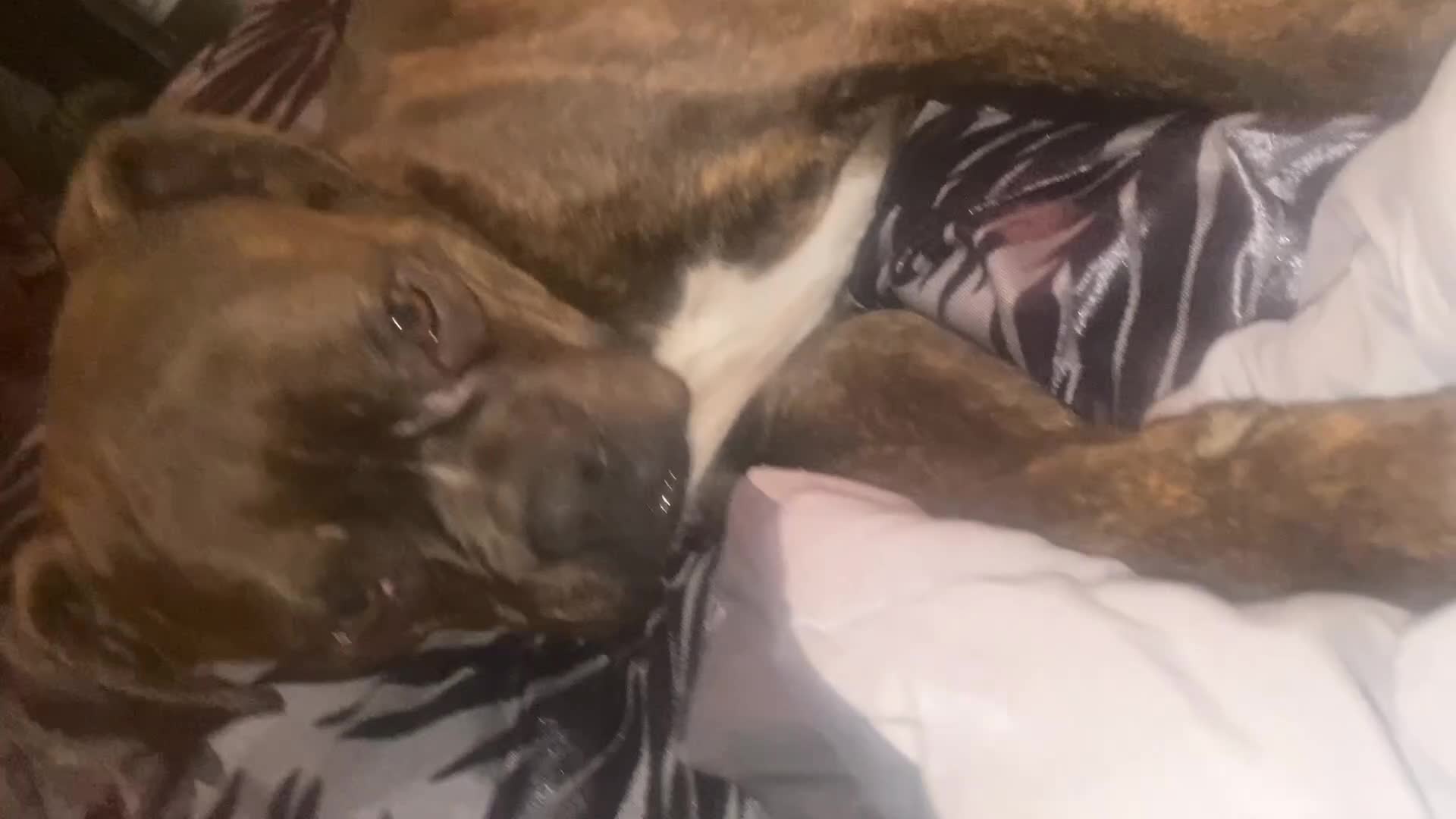 Mixed Breed dogs for sale: 🤩 mum kc boxer dad mini boxer 5 pups rare 🤩 - Video 1