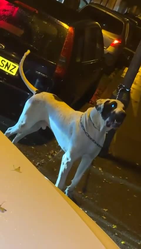 Mastiff dogs for sale: bully kutta male - Video 1