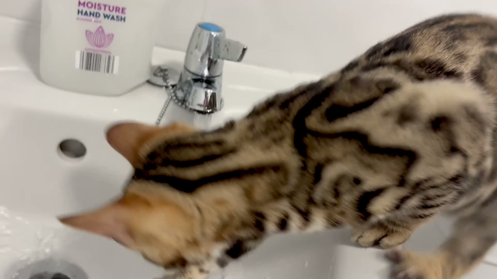 Bengal cats for sale: 🐅Gorgeous 😍One of a Kind Dream Bengal Boy!🐅 - Video 4
