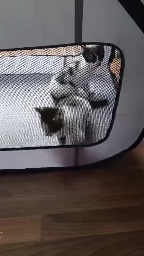 Mixed Breed cats for sale: 4 kittens 1 boy & 3 girls - Video 1