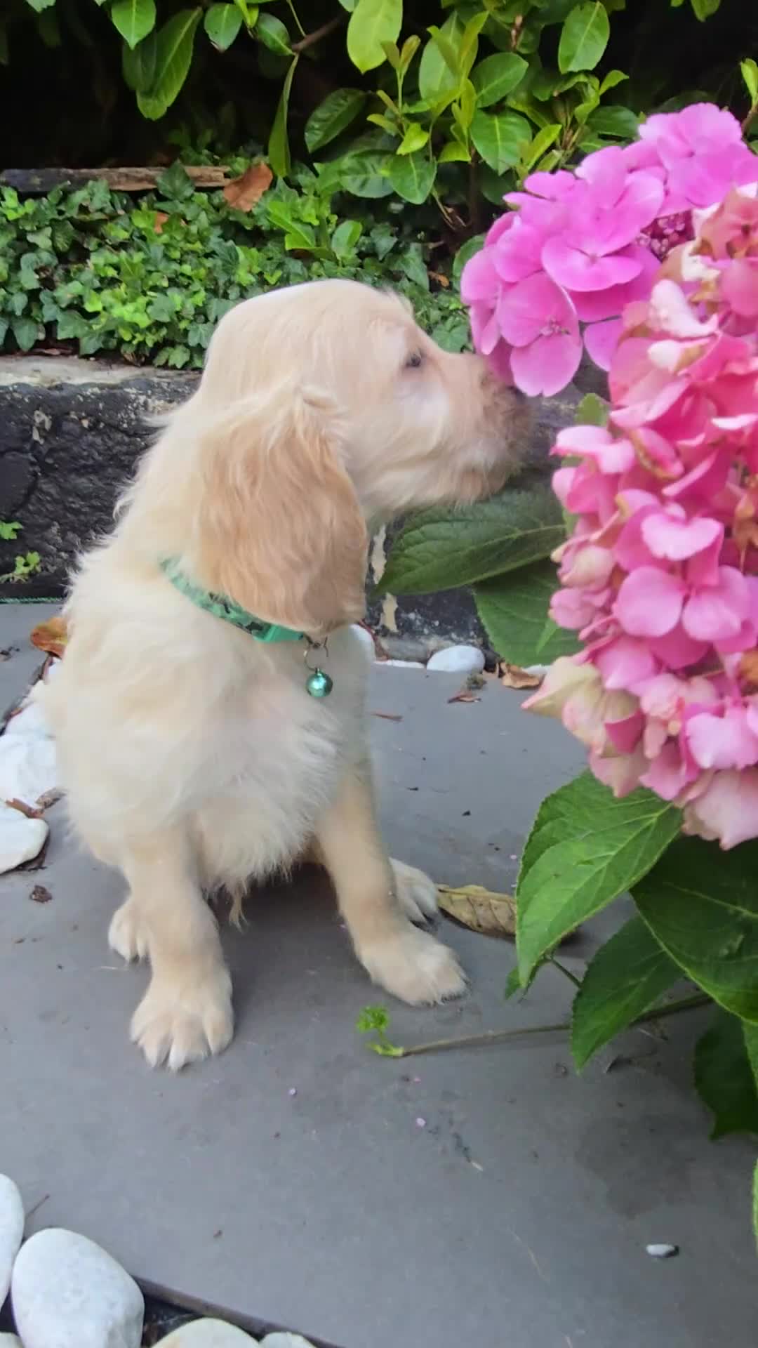 Mixed Breed dogs for sale: Golden retriever x cockapoo boy puppy - Video 1