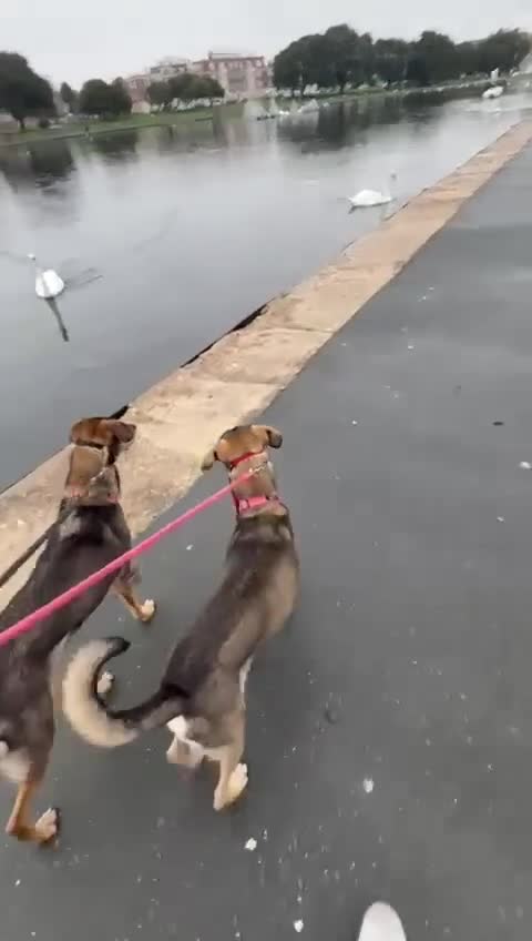 Mixed Breed dogs for adoption: MARGOT – 9 years old, Female, Mixed Breed - Video 3