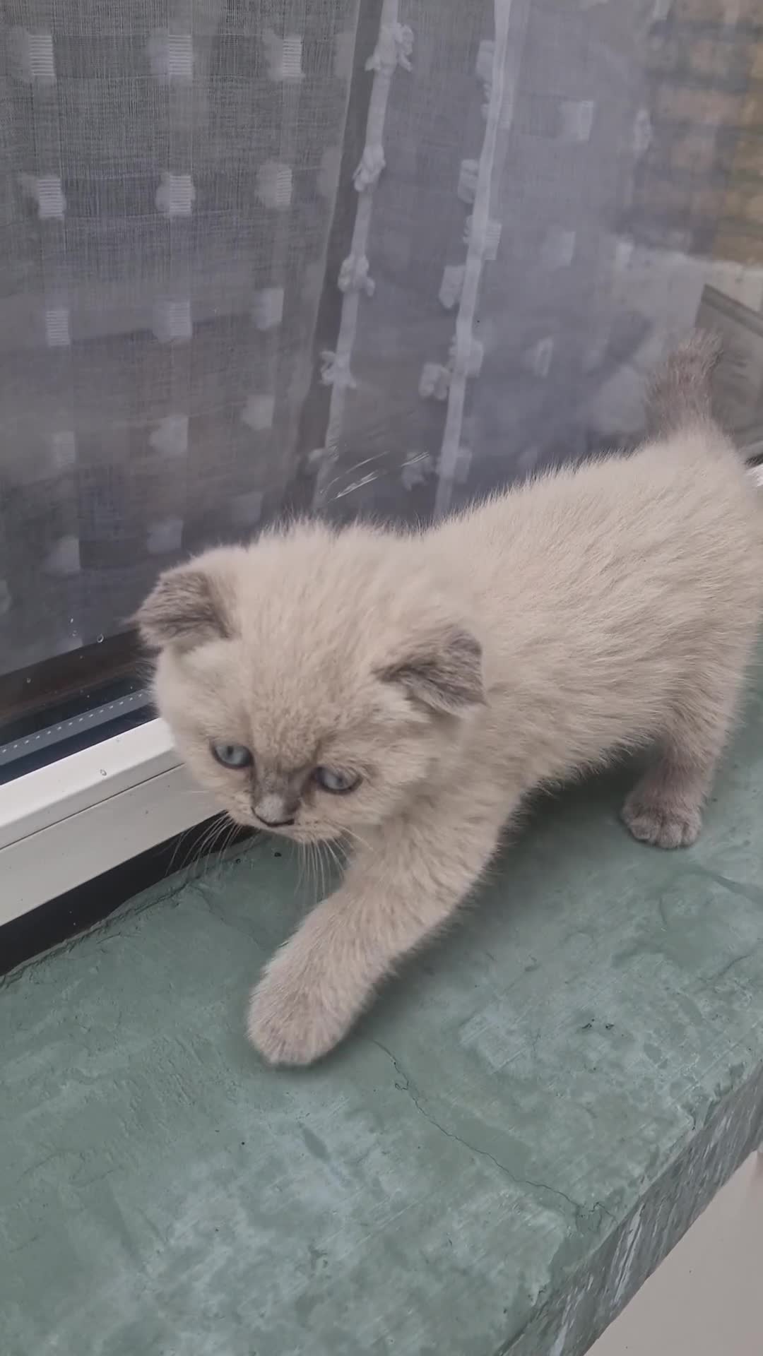 Brazilian Shorthair cats for sale: British straight-eared and Scottish fold kittens - Video 1